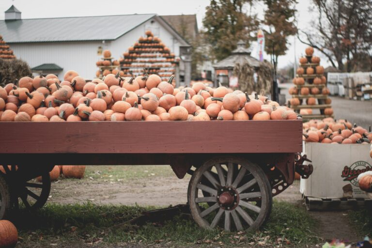 50 Adorable Pumpkin Captions For Instagram