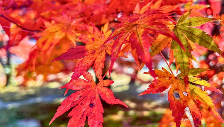 40 Cozy October Quotes to Celebrate Fall